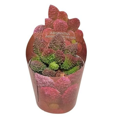 Adromischus marianae herrei 'Red Coral'