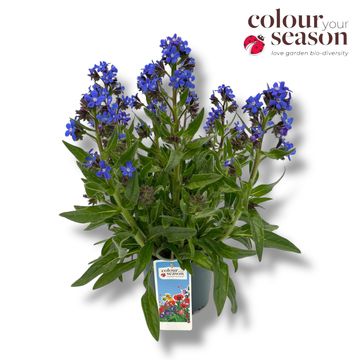 Anchusa azurea 'Feltham Pride'