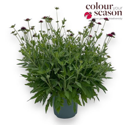 Knautia macedonica 'Green Lightning'