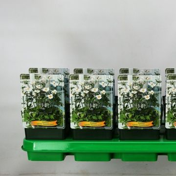 Anemone x hybrida 'Honorine Jobert'