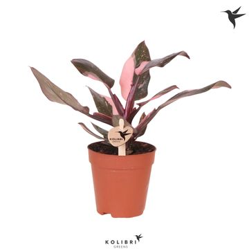 Philodendron 'Pink Princess Marble'