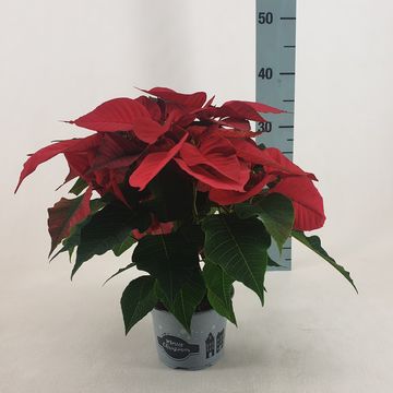 Euphorbia pulcherrima CHRISTMAS FEELINGS