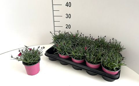 Dianthus MIX