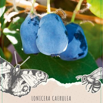 Lonicera caerulea 'Blue Velvet'