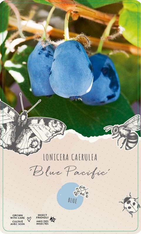 Lonicera caerulea 'Blue Velvet'