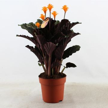 Calathea crocata TASSMINIA
