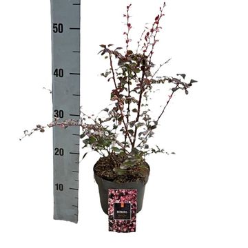 Berberis thunbergii 'Harlequin'