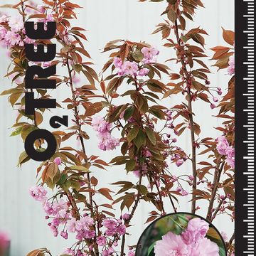 Prunus serrulata 'Kanzan'
