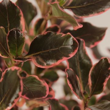 Coprosma repens ECLIPSE