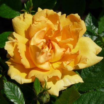 Rosa SPELAROSA AMBER NECTAR