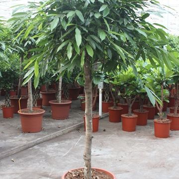 Ficus binnendijkii 'Amstel King'