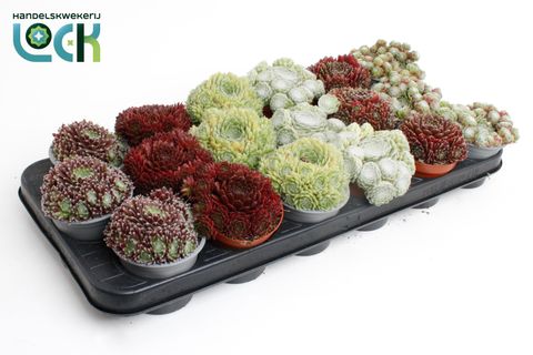 Sempervivum MIX