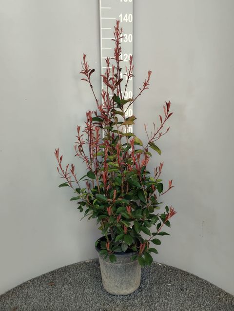 Photinia x fraseri 'Red Robin'