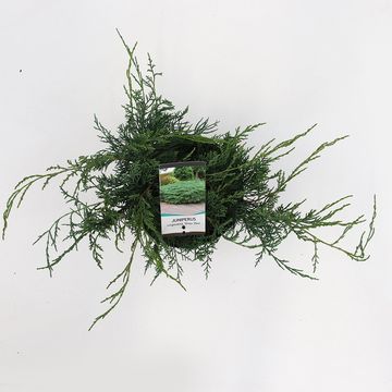 Juniperus virginiana 'Grey Owl'