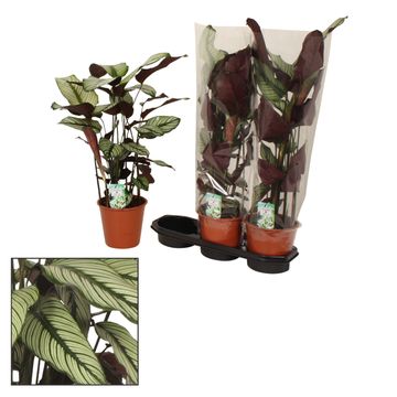 Calathea majestica 'Whitestar'