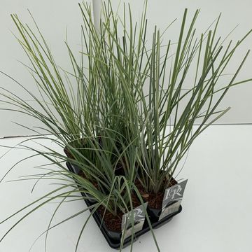 Cortaderia selloana MIX