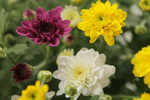 Chrysanthemum SKYFALL MIX IN POT