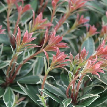 Pieris japonica 'Little Heath'