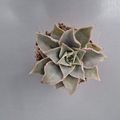Echeveria 'Madiba'