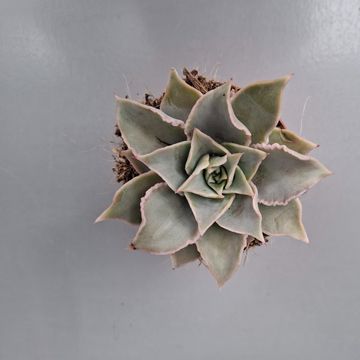 Echeveria 'Madiba'