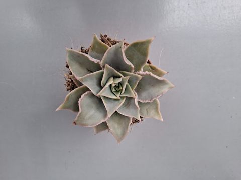 Echeveria 'Madiba'