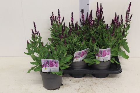 Salvia nemorosa SENSATION DEEP ROSE