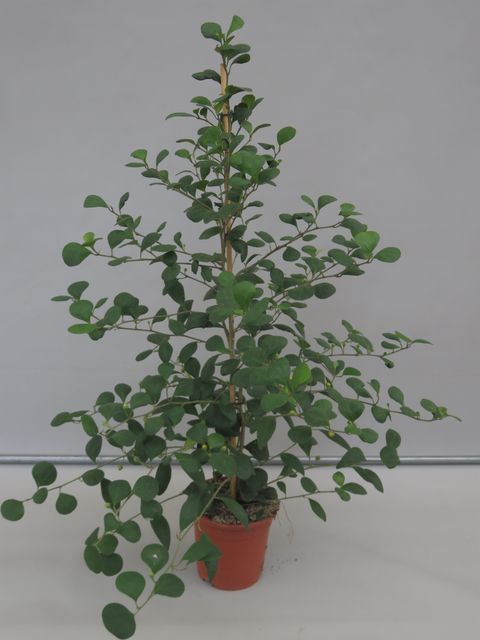 Ficus deltoidea