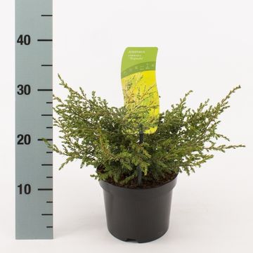 Juniperus communis 'Repanda'