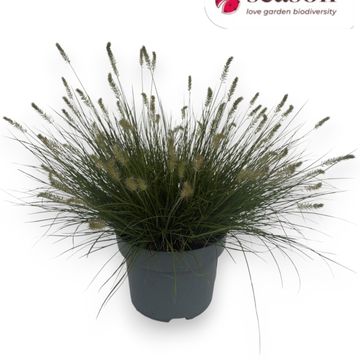Pennisetum alopecuroides 'Tiny Twinkler'