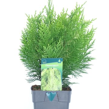 Chamaecyparis lawsoniana 'Ivonne'