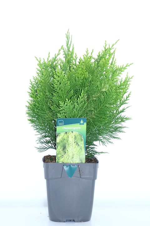 Chamaecyparis lawsoniana 'Ivonne'