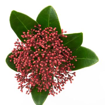 Skimmia japonica RUBESTA