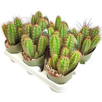 Neocardenasia herzogiana