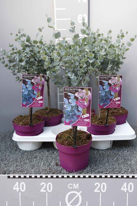 Eucalyptus gunnii AZURA