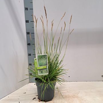 Sesleria nitida