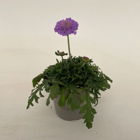 Scabiosa columbaria 'Butterfly Blue'