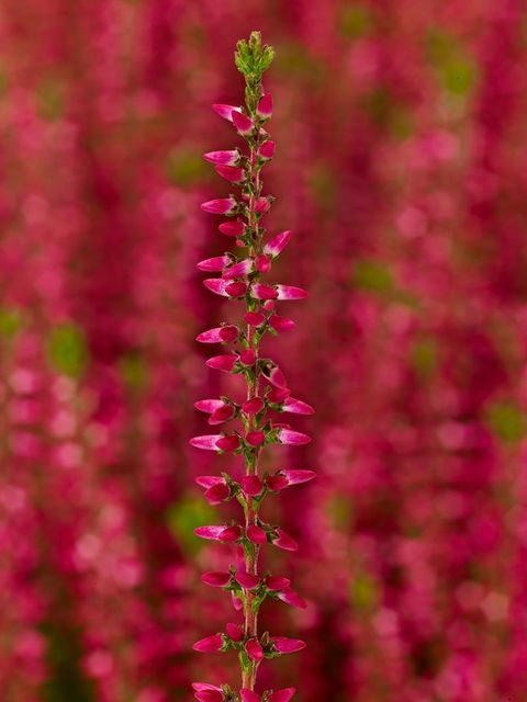 Calluna vulgaris GARDEN GIRLS FRANCA
