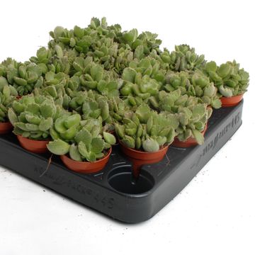 Cotyledon ladismithiensis 'Tanz'