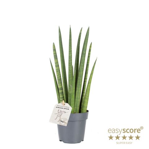 Sansevieria cylindrica 'Rocket'
