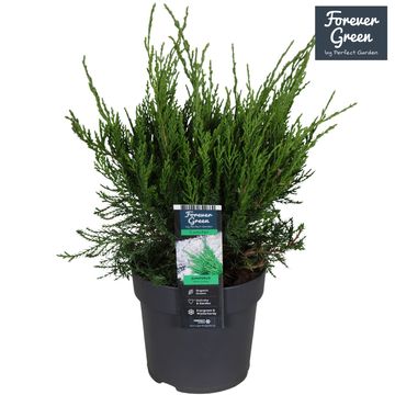 Juniperus x pfitzeriana 'Mint Julep'