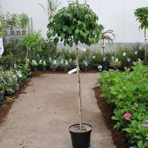 Cornus sericea 'Kelseyi'