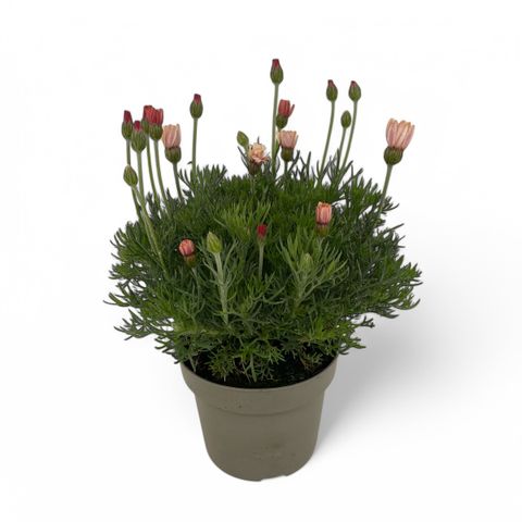 Rhodanthemum hosmariense 'Zagora Orange'