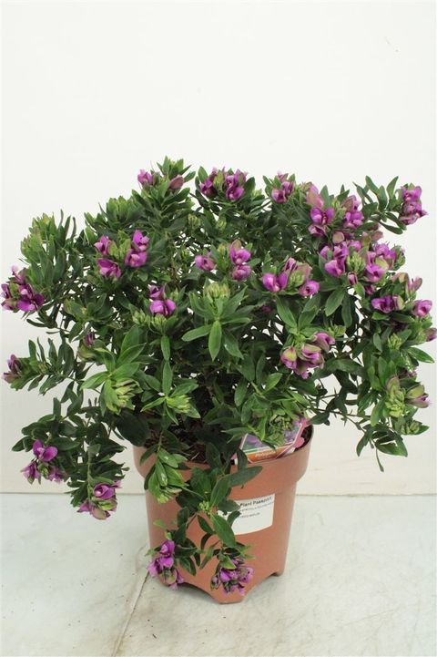 Polygala myrtifolia