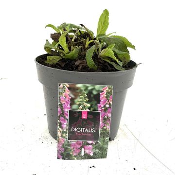 Digitalis 'Panther'