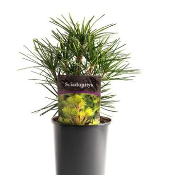 Sciadopitys verticillata