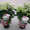 Hydrangea arborescens 'Hayes Starburst'