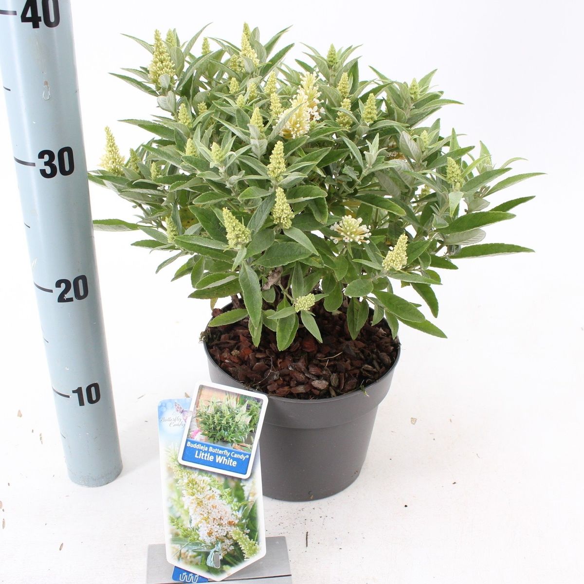 Buddleja davidii BUTTERFLY CANDY LITTLE WHITE — Plant Wholesale FlorAccess