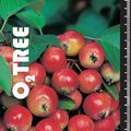Malus 'Evereste'