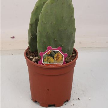 Opuntia ficus-indica