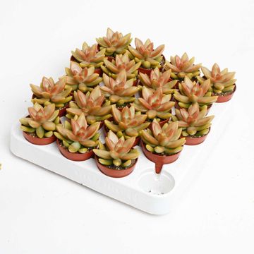 Sedum adolphii